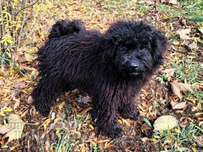 Hungarian puli best sale puppy for sale