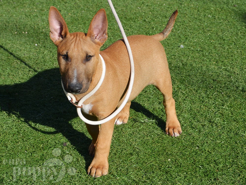 Bota bull deals terrier euro 2