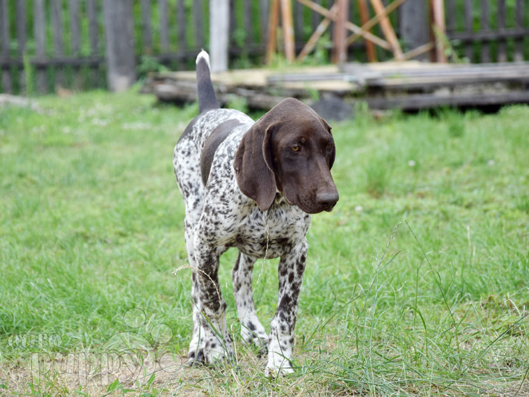 German Pointer puppy