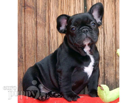 Französische Bulldogge Welpen