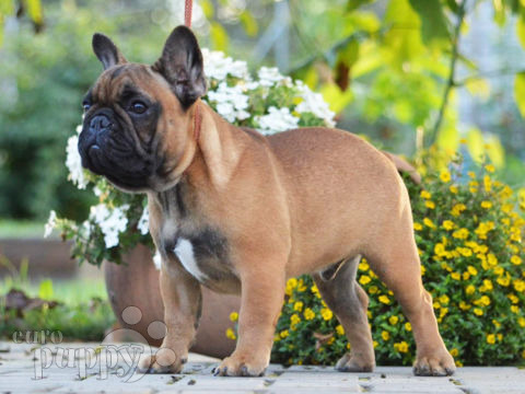 Bulldog Francés cachorro