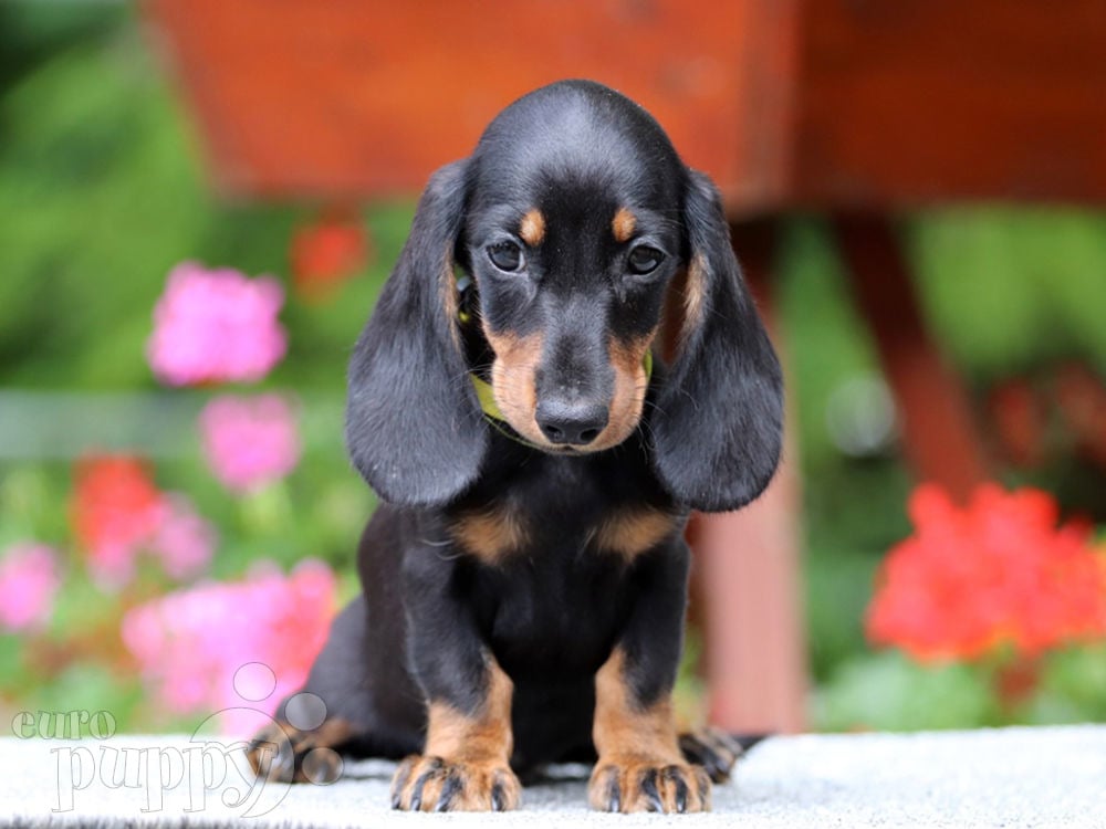 Dwarf dachshund cheap for sale