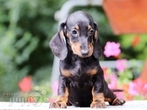 Dachshund puppy