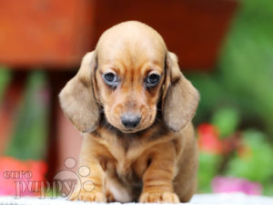 Dachshund puppy