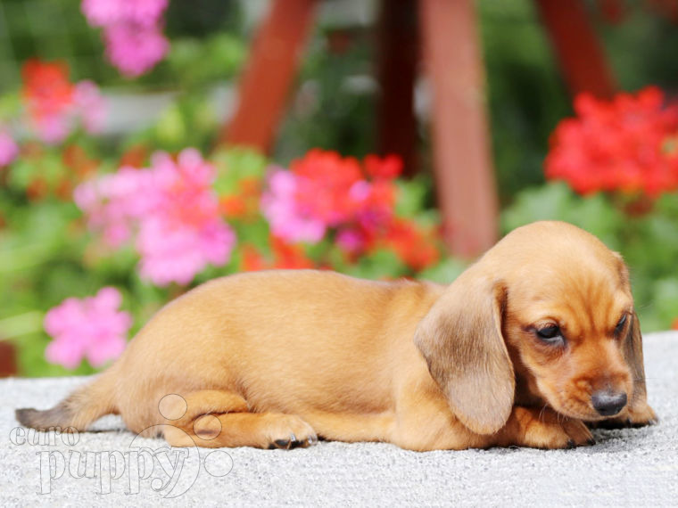 Dachshund cachorro