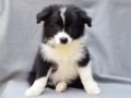 Collie de la Frontera cachorro