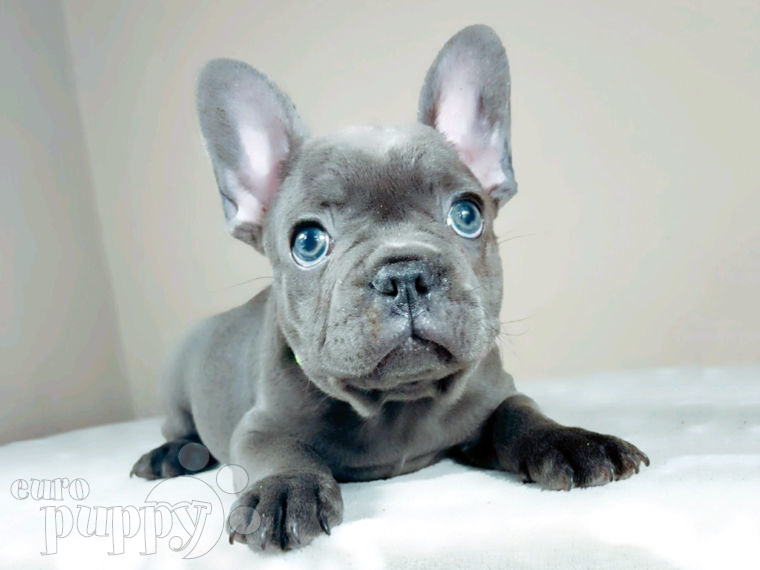 Bulldog Francés cachorro
