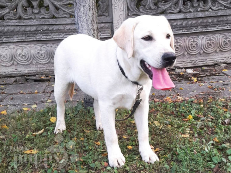 Labrador Retriever cachorro