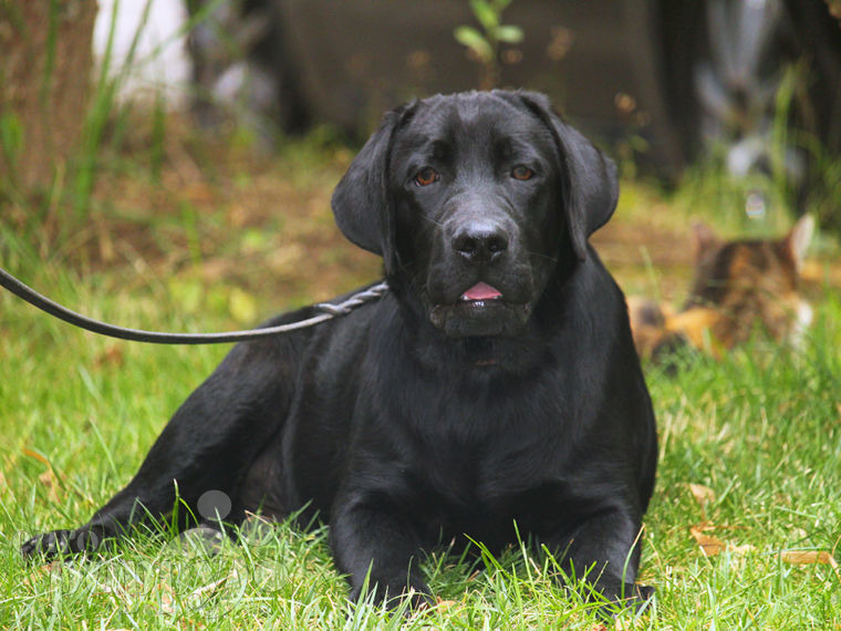 Labrador Retriever cachorro