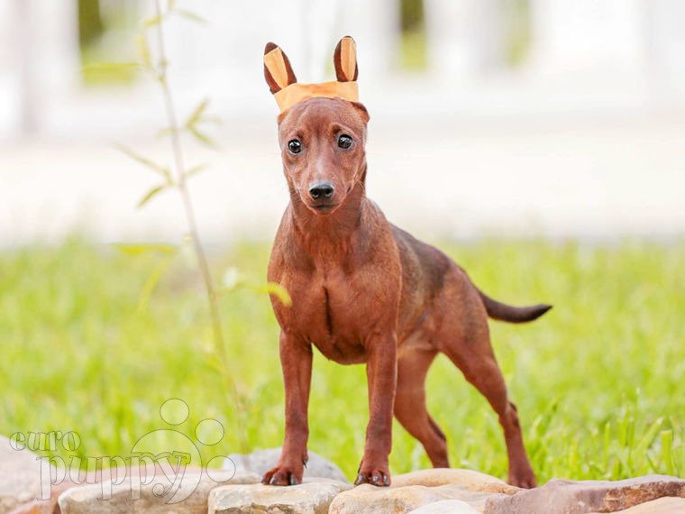 Zwergpinscher Welpen