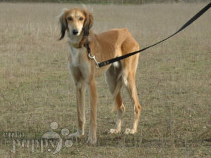 Saluki cost best sale