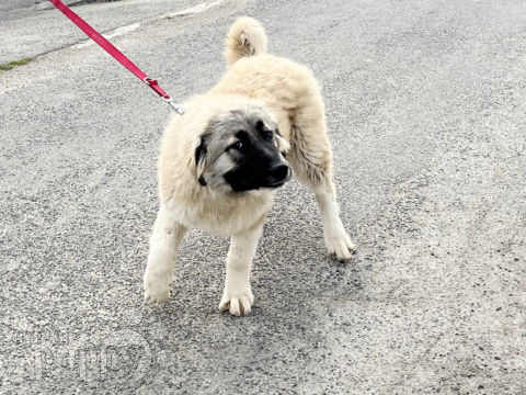 Caucasian Mountain Dog puppy