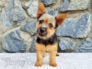 how much does norwich terrier cost