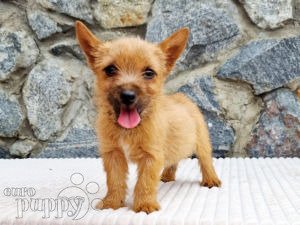 how much does norwich terrier cost