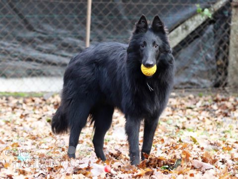 Groenendael best sale puppies price