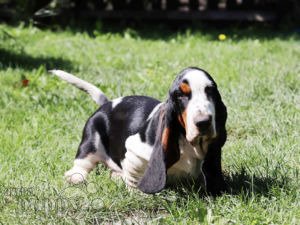 Basset Hound puppy
