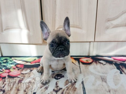 French Bulldog puppy