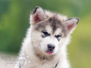 can a alaskan malamute live in niue