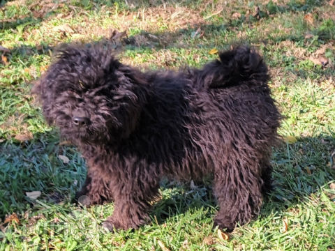 Hungarian puli best sale puppy for sale