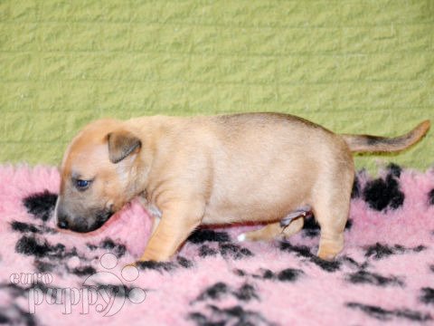 Miniature Bullterrier puppy
