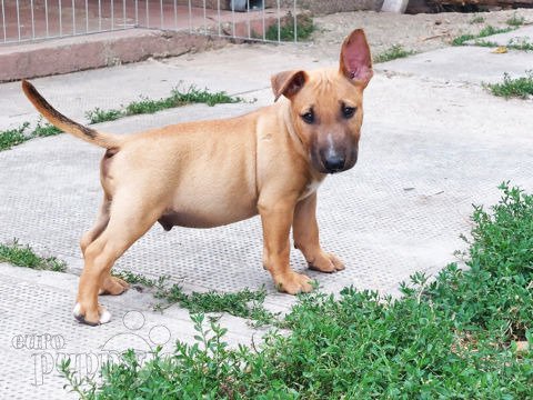 Miniature Bullterrier puppy