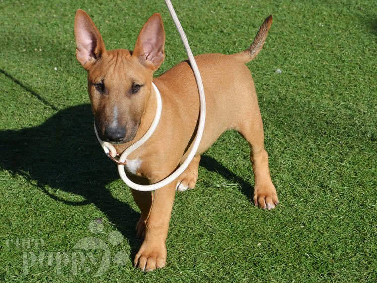 Miniature Bullterrier puppy