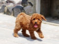 Caniche Miniatura cachorro