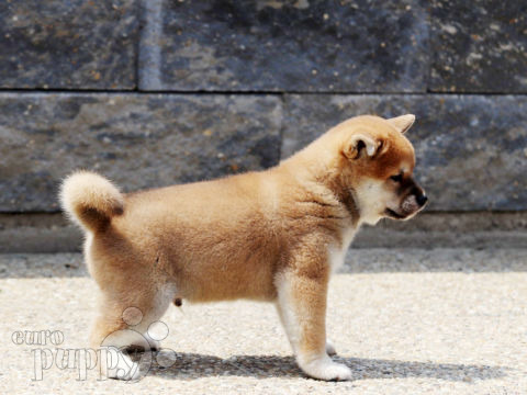 Shiba Inu cachorro