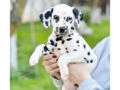 Dálmata cachorro