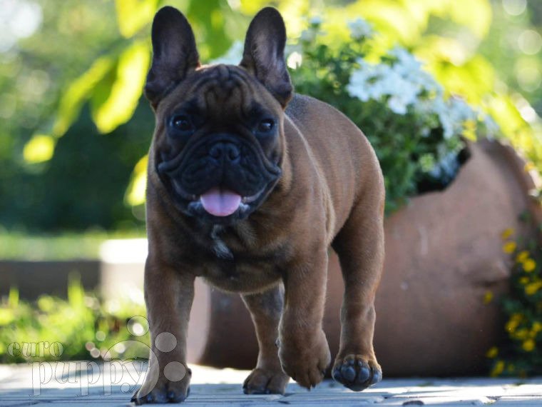 French Bulldog puppy