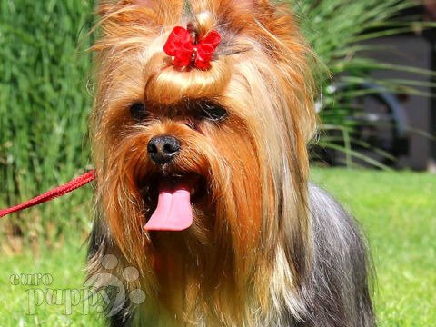 Yorkshire Terrier puppy