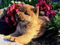Shiba Inu puppy