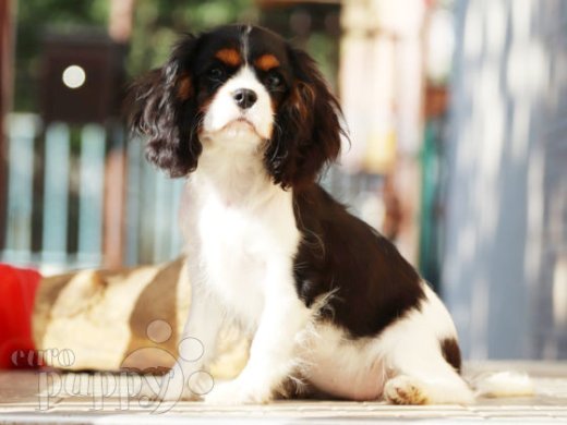Cavalier King Charles Spaniel Welpen