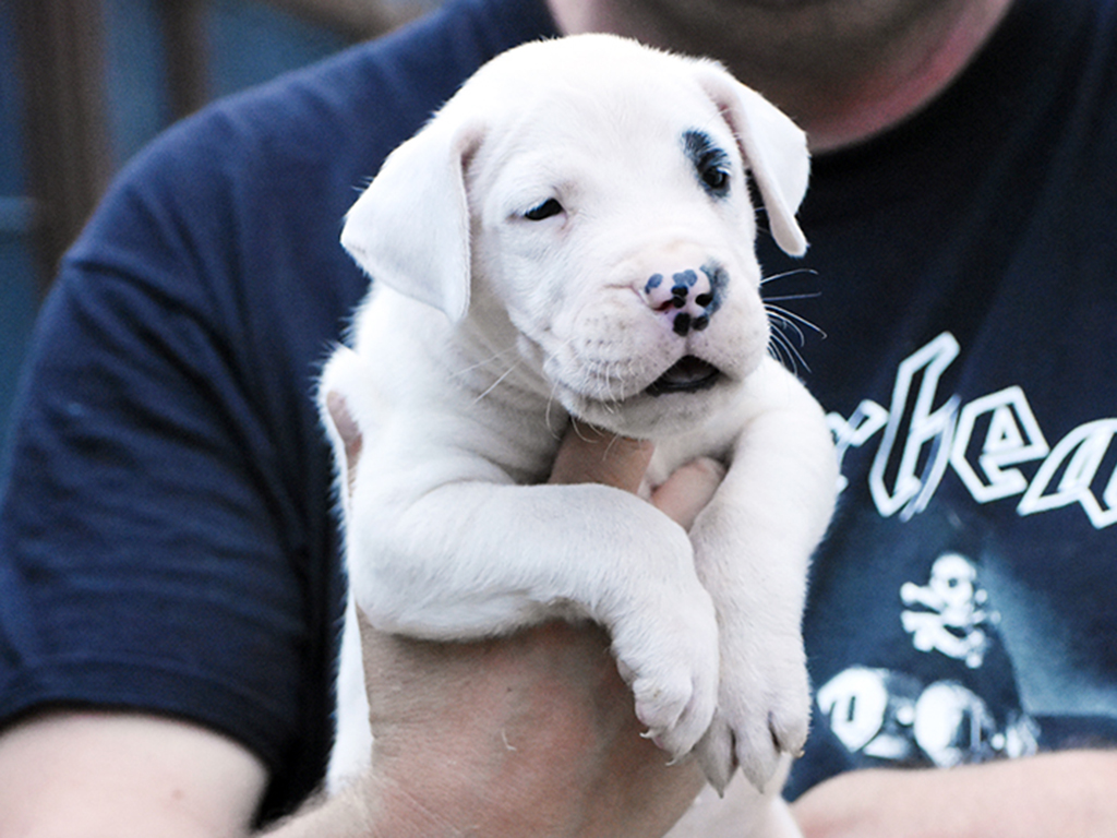 Dogo Argentino puppy