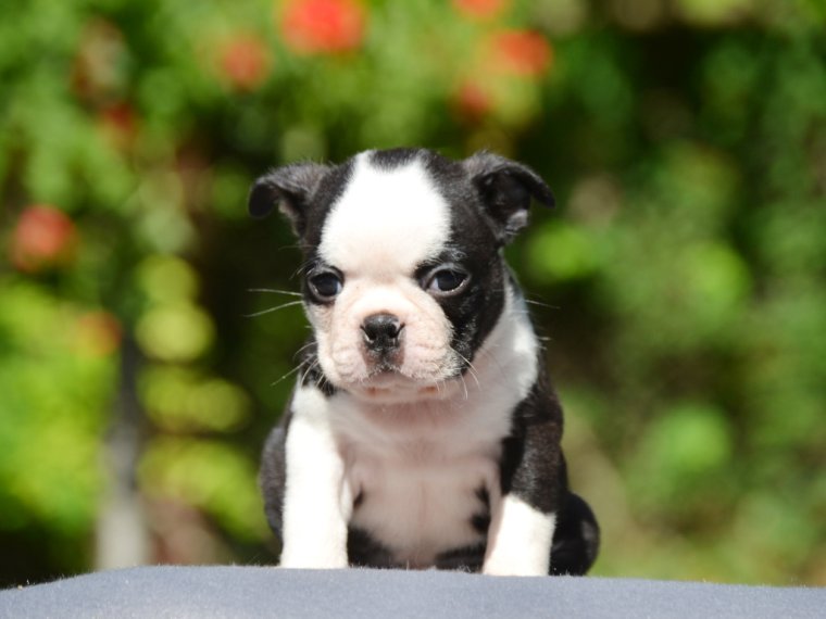Boston Terrier cachorro