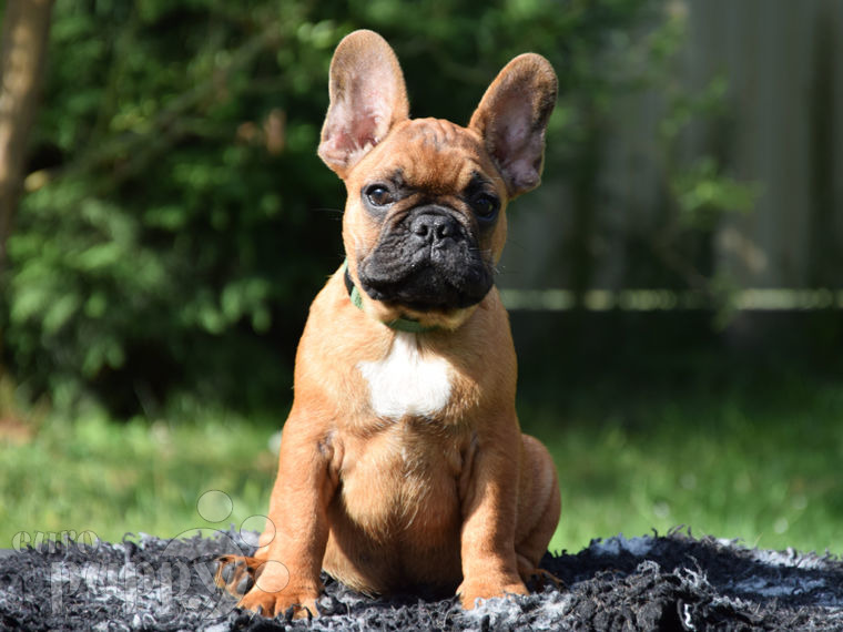 Französische Bulldogge Welpen