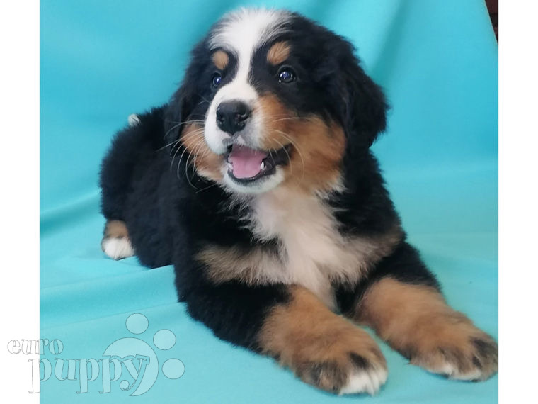 Perro de Montana Barnés cachorro
