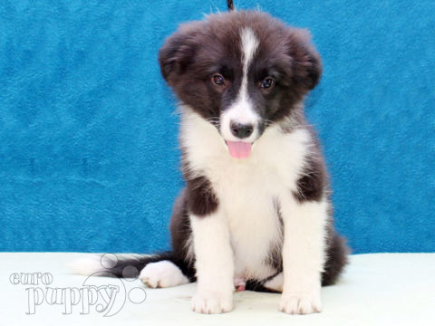Border Collie puppy
