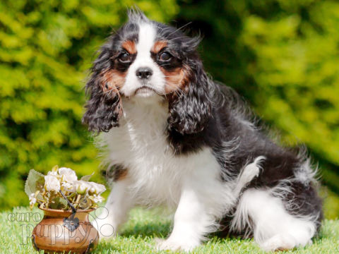 Cavalier King Charles cachorro