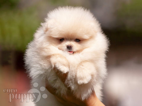 Pomeranian puppy