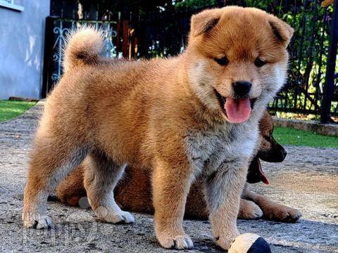 Shiba Inu cachorro