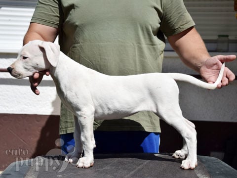 Dogo Argentino cachorro en venta