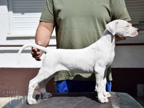 Dogo Argentino cachorro en venta
