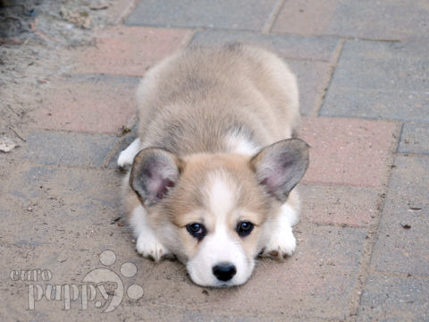 Welsh Corgi puppy