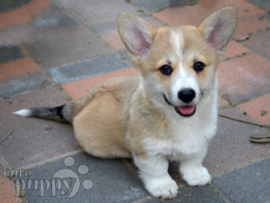 Welsh Corgi cachorro