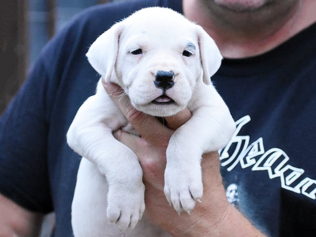 Dogo argentino sale puppy