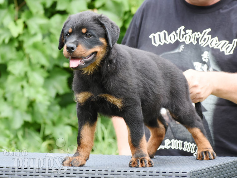 Rottweiler cachorro