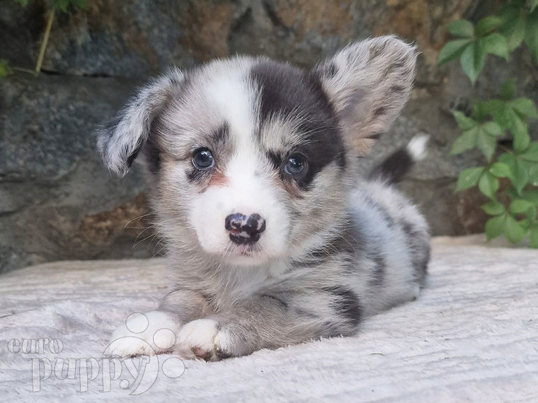 Welsh Corgi puppy