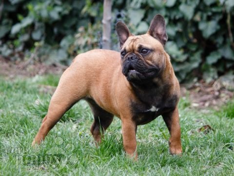 Französische Bulldogge welpen kaufen