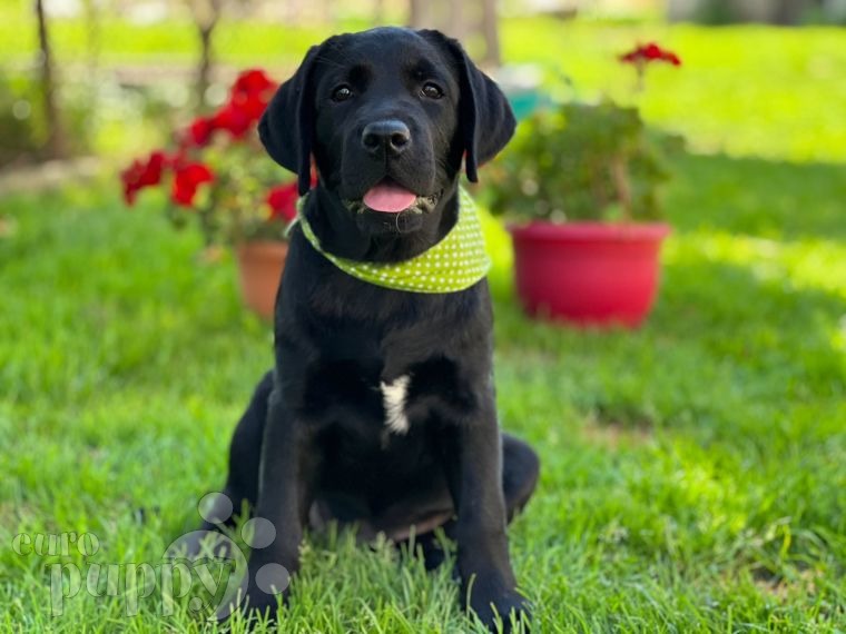 Labrador Retriever puppy